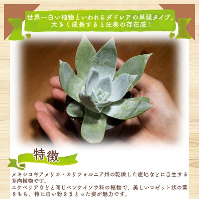 多肉植物 ブリトニー(仙女盃) ダドレア cc-0020
