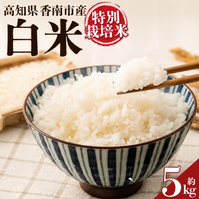 令和8年度産 白米(特別栽培米)5kg 8月下旬以降順次配送 ka-0002