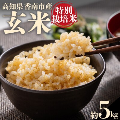 令和8年度産 玄米(特別栽培米)5kg 8月下旬以降順次配送 ka-0001