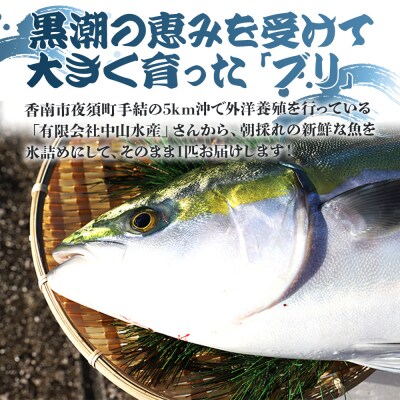 【12月29日お届け】中山水産 手結沖養殖「勝ブリ」 1匹(5kg～6kg) ny-0020