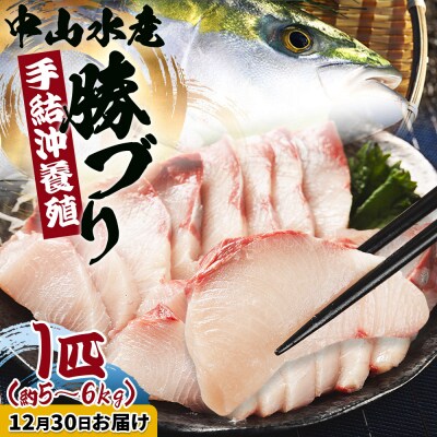 【12月30日お届け】中山水産 手結沖養殖「勝ブリ」 1匹(5kg～6kg) ny-0021