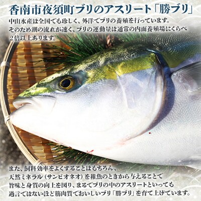 【12月30日お届け】中山水産 手結沖養殖「勝ブリ」 1匹(5kg～6kg) ny-0021