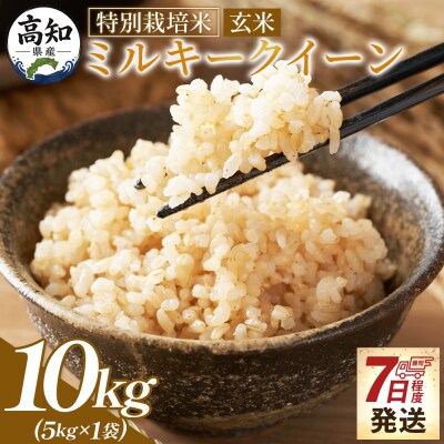 特別栽培米 ミルキークイーン 玄米 10kg 令和8年産 sr-0014