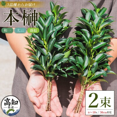 本榊 2束 国産 (6～10本)ht-0001