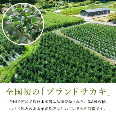 本榊 2束 国産 (6～10本)ht-0001