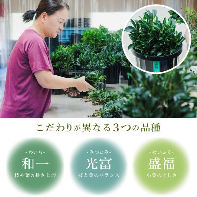 本榊 2束 国産 (6～10本)ht-0001