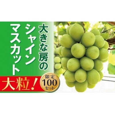 岡山のあまーいシャインマスカット　1房(大房)　AC-2