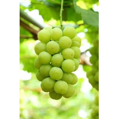 岡山県産　瀬戸ジャイアンツ(1房480g以上)2房(約1kg)　EE-100