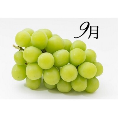 晴れの国岡山フルーツ7月9月11月定期便3回 NN-100