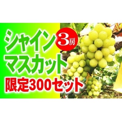 【2026年8月下旬より順次発送】 シャインマスカット 3房 優品 ハウス栽培 数量限定 送料無料