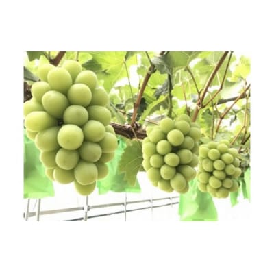 【贈答用】　福原農園　岡山のあま～い「シャインマスカット」　約2kg(2～5房) FF-27
