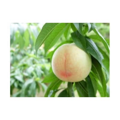 橋場白鳳(8～9個)　DD-57 