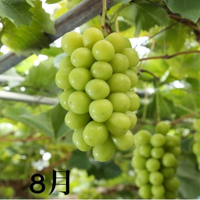 晴れの国岡山フルーツ8月9月10月11月12月定期便5回　JJ-55