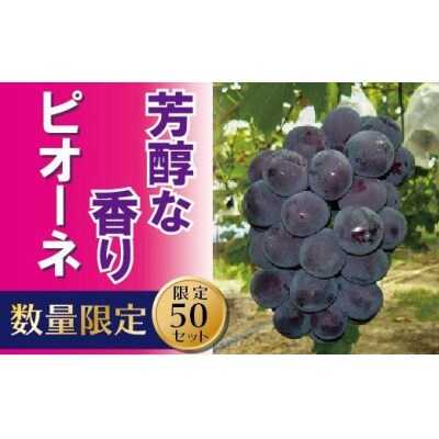 ぶどう「ピオーネ」約2kg　SS-1