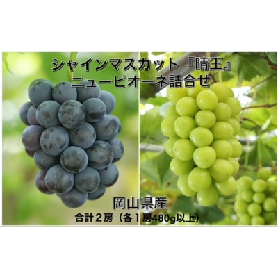 【令和6年発送・先行受付】岡山県産　詰合/ニューピオーネ・シャインマスカット晴王　jj-102