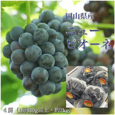 【令和6年発送・先行受付】岡山県産　ニューピオーネ(1房480g以上・約2kg)4房　ZZ-14