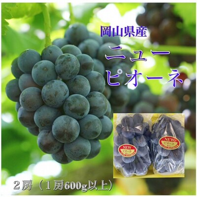 【令和6年発送・先行受付】岡山県産　ニューピオーネ(1房600g以上)2房　化粧箱入り　TT-105