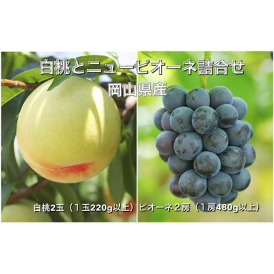 【令和6年発送・先行受付】岡山県産　詰合/白桃2玉・ニューピオーネ2房　化粧箱入り　aa-103