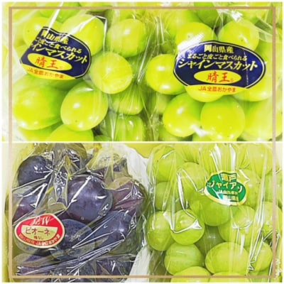 【令和6年発送・先行受付】フルーツ定期便5回コースB　ee-103