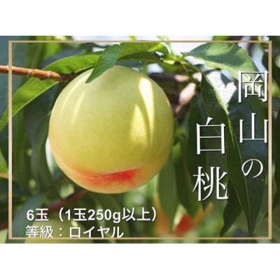【令和8年発送・先行受付】岡山県産　白桃(1玉250g以上)6玉　等級ロイヤル　化粧箱入り　Gj-1