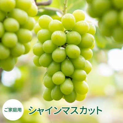 AC-20　【ご家庭用】シャインマスカット　2房(1房650g以上)