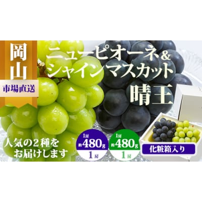 【令和8年発送・先行受付】岡山県産　詰合/ニューピオーネ・シャインマスカット晴王　Cz-7