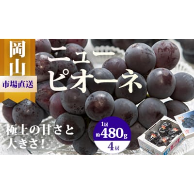 【令和8年発送・先行受付】岡山県産　ニューピオーネ　4房　pp-59