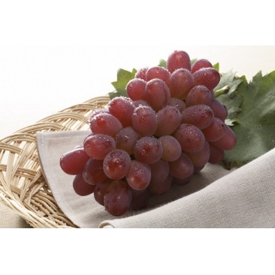 【先行予約】岡山県産　冬ぶどう「紫苑」　1房(約700g)環-14