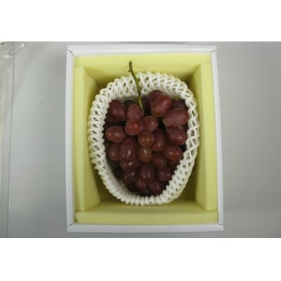 【先行予約】岡山県産　冬ぶどう「紫苑」　1房(約700g)環-14