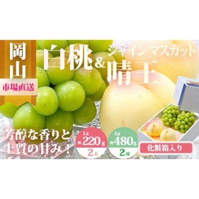 【令和8年発送・先行受付】岡山県産　詰合/白桃 2玉・シャインマスカット晴王 2房　CT-4 