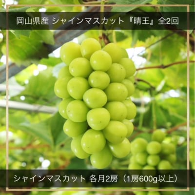 【令和8年発送・先行受付】シャインマスカット『晴王』全2回　HH-15