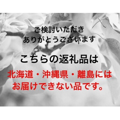 【先行受付】岡山県産 オーロラブラック2房(1房480g以上)BS-20