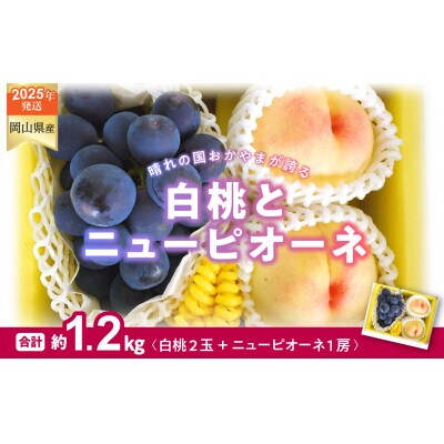 白桃 ニューピオーネ 約1.2kg 桃2玉 ぶどう1房 pp-104