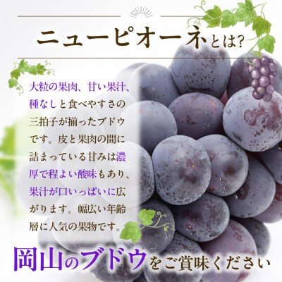 白桃 ニューピオーネ 約1.2kg 桃2玉 ぶどう1房 pp-104