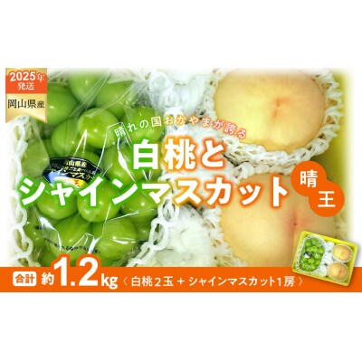 白桃 シャインマスカット 晴王 約1.2kg 桃2玉 ぶどう1房 CT-7