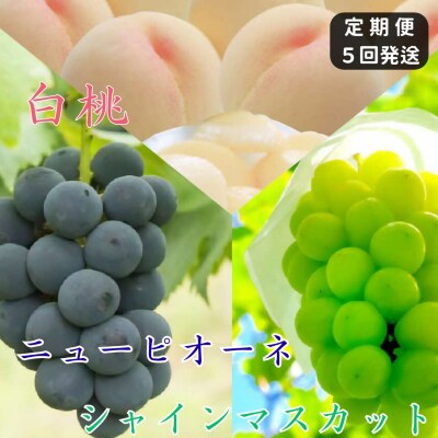 白桃 ニューピオーネ シャインマスカット 晴王 定期便 5回発送　土-21