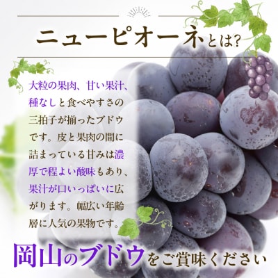 ぶどう ニューピオーネ 秀品 約2kg 3-5房　gg-104