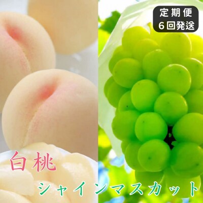 白桃 シャインマスカット 晴王 定期便　土-22