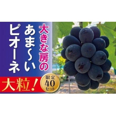 【贈答用】　岡山のあまーい「ピオーネ」約2kg(3～5房)EE-69