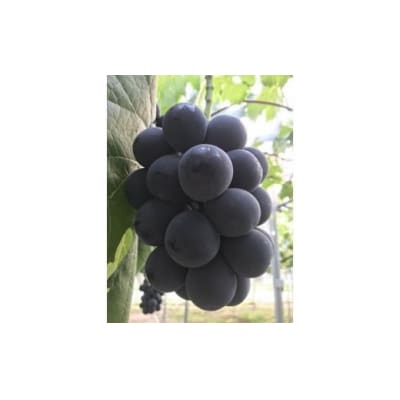 【贈答用】　岡山のあまーい「ピオーネ」約2kg(3～5房)EE-69