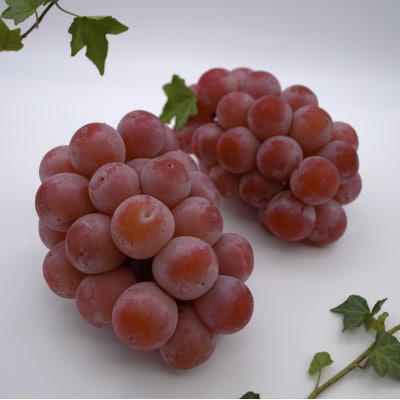 【令和8年発送】ご家庭用岡山県産クインニーナ　UU-12