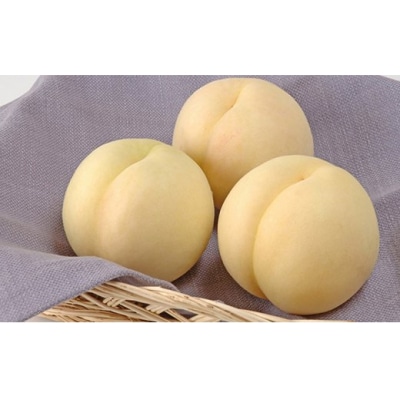 【令和8年発送】ご家庭用岡山白桃(晩生)CY-1