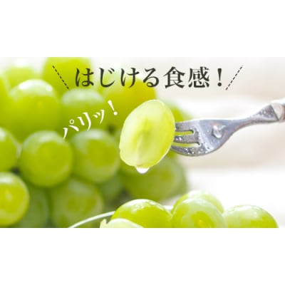 【令和8年発送・先行予約】岡山県産　マスカットオブアレキサンドリア　1房　CS-12