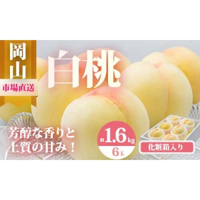 【令和8年発送・先行予約】岡山県産　白桃6玉(合計1.6kg以上)　Eo-1