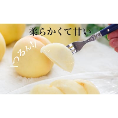 【令和8年発送・先行予約】岡山県産　白桃6玉(合計1.6kg以上)　Eo-1