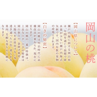 【令和8年発送・先行予約】岡山県産　白桃6玉(合計1.6kg以上)　Eo-1