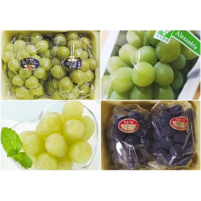 【令和8年発送・先行受付】ぶどうの定期便全3回　Ga-1