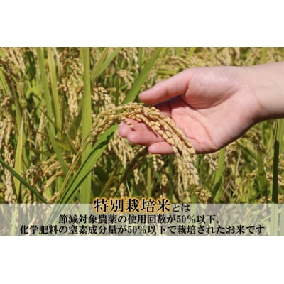 【お米　特別栽培米　特Aランク】岡山県産「きぬむすめ」10kg(令和7年産)Ef-5