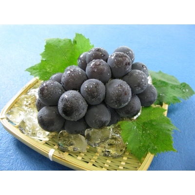 【先行予約】岡山県産　秋のニューピオーネ(約600g)環-9