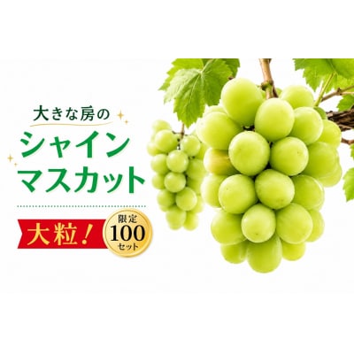 【2026年発送】 シャインマスカット 1房 大房 甘い 贈答 数量限定 産地直送 送料無料